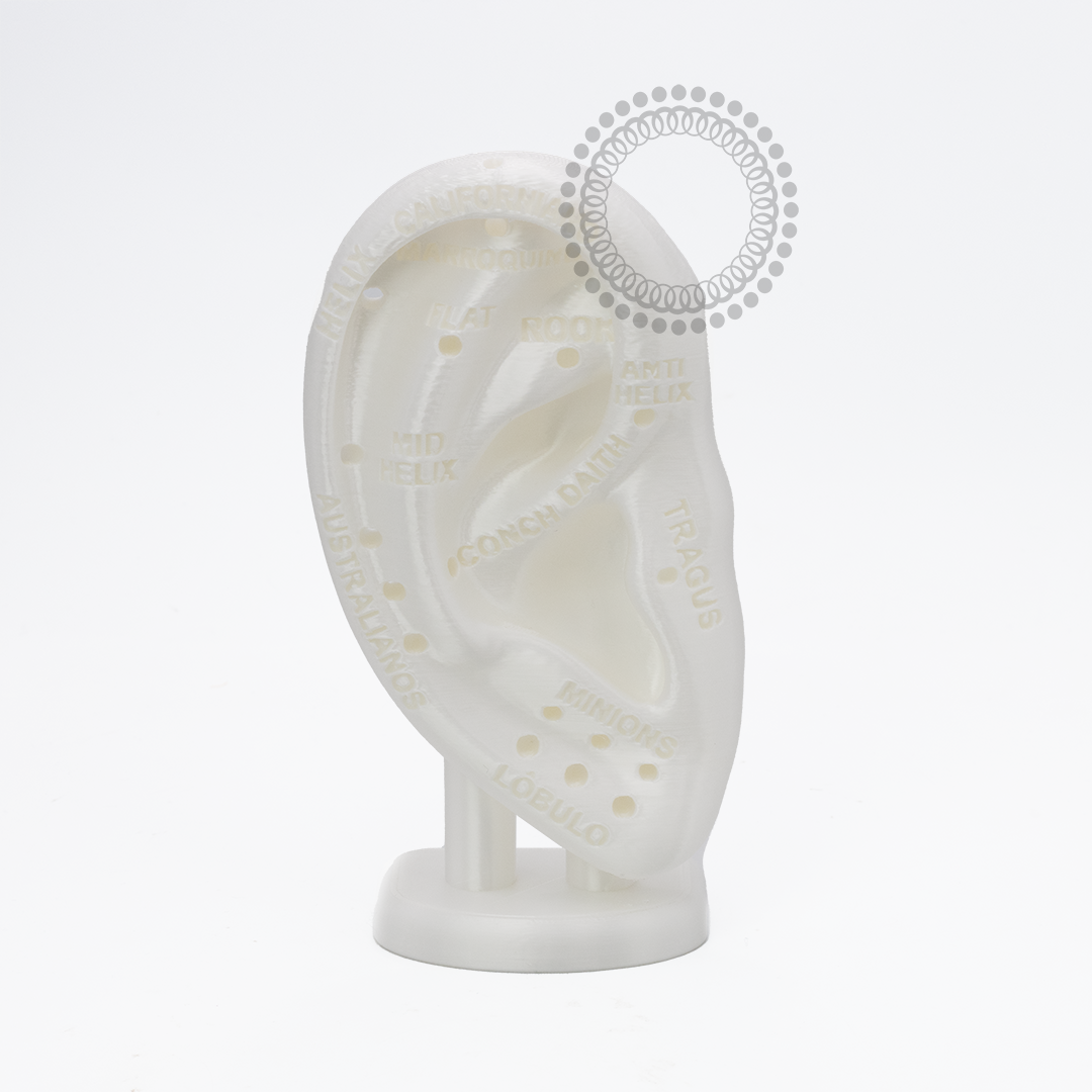 EP38 Orelha Didática 3D Em Resina