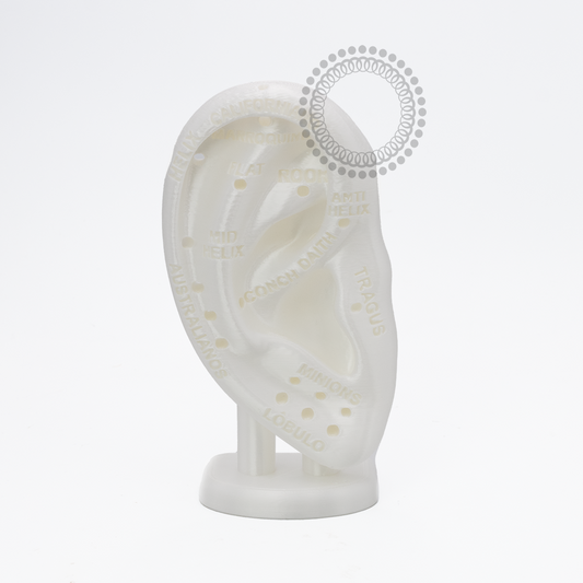 EP38 Orelha Didática 3D Em Resina